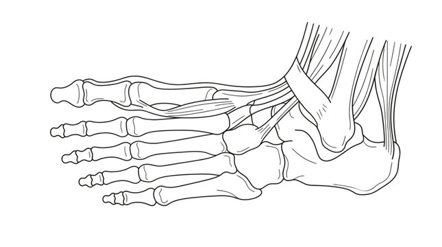 Detailed Anatomical Illustration of the Human Foot Bones and Ligaments.