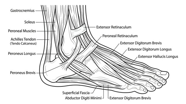Detailed Anatomical Illustration of the Human Foot and Ankle Muscles.