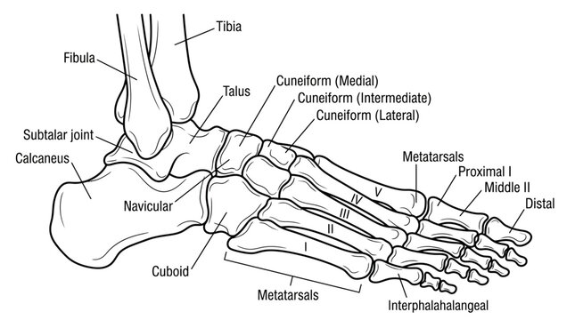 Human foot and ankle bone anatomy diagram with labels.