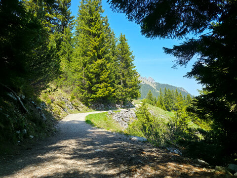 Austria, Serene forest hiking trail beneath conifers on Hahnenkamm under brilliant summer blue skies