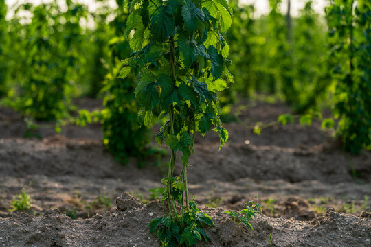 Bavarian Hop field during Spring time in grow phase
