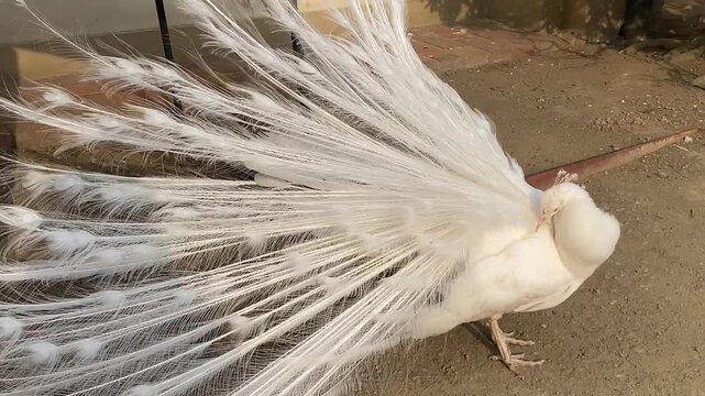 Close-up view of the flowing tail of a white peacock. The Waldstein Garden in Prague, Czech Republic. 4k