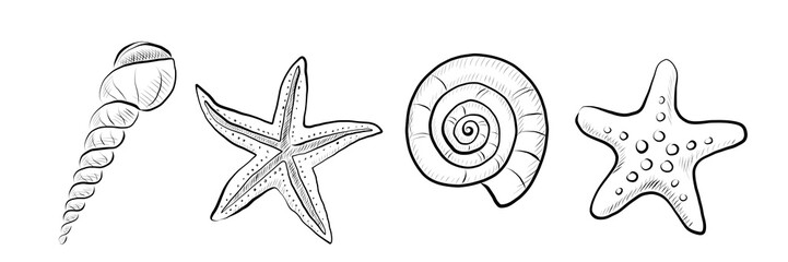 Set contour drawing of line art of a seashell in a river, sea, ocean. Minimalistic vector drawing. © Toshka