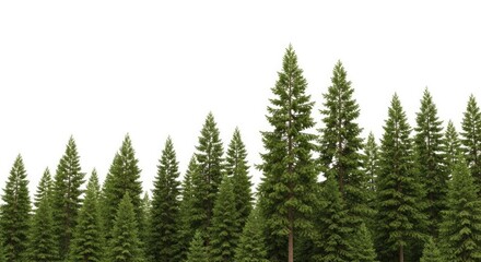 Fototapeta premium Tall evergreen trees stand against a white background. The forest scene features a dense row of pine trees with varying heights and textures.
