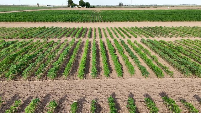 Aerial backwards flight over young agricultural crop rows