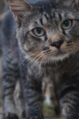 Obraz premium Close-up portrait of a majestic tabby cat with striking green eyes and detailed fur patterns, captured in a natural outdoor environment with soft bokeh background.