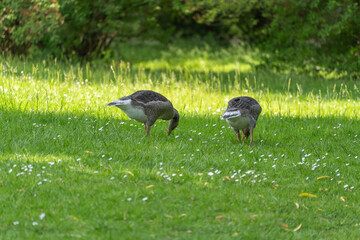 Two juvenile greylag geese graze in a sunlit park meadow with soft green grass. Birds are greylag goose Anser anser beside common daisy Bellis perennis. © Jakob