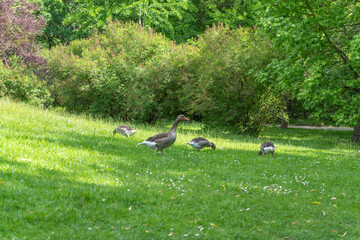 A small flock of greylag geese feeds across a sunlit park meadow. Birds are greylag goose Anser anser among common daisy Bellis perennis. © Jakob