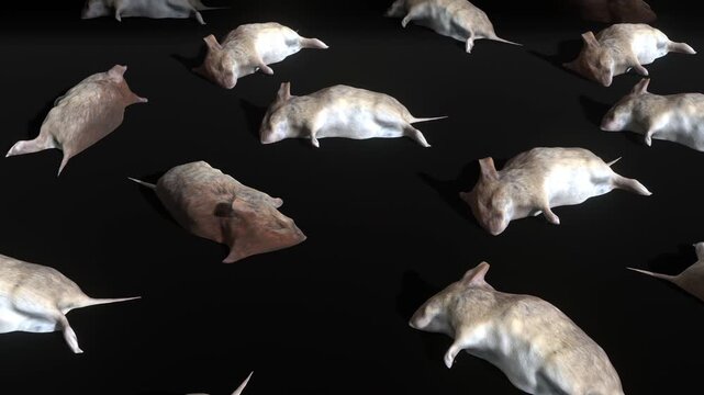 Dead Mouse on Floor Background and Loop