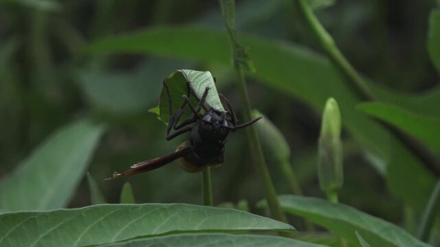 4K footage of an orange-banded wasp clinging to the underside of a green leaf. The video shows the insect's legs gripping the leaf surface in a lush, green environment.