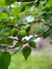 Fototapeta premium Close-up of unripe green apricots growing on branch with fresh leaves in garden orchard