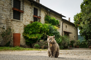 Cat in front of old italian house © Matthias