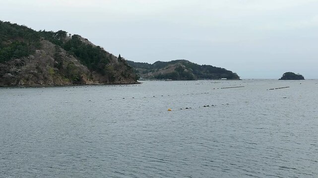 Aerial Top View of Colorful Aquaculture Buoys off Oshika Peninsula, Miyagi, Japan