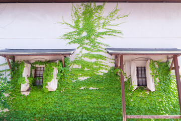 Traditional Japanese warehouse building framed by fresh seasonal greenery in the countryside of Yamagata © minortica7
