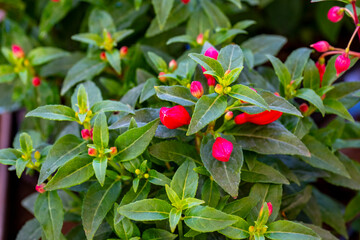 Fototapeta premium Fuchsia is a genus of flowering plants that consists mostly of shrubs or small trees. Almost 110 species of Fuchsia are recognized; the vast majority are native to South America, but a few occur north