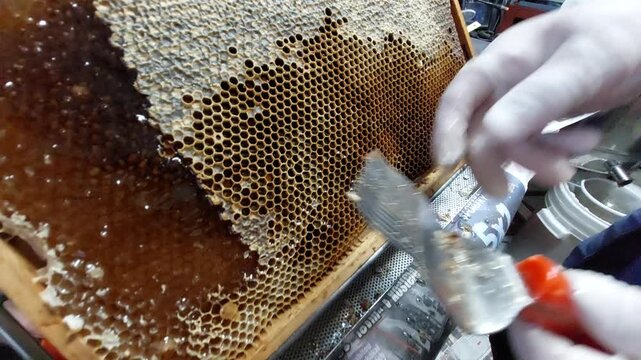 Beekeeper uncapping honey cells on a frame with a special fork tool