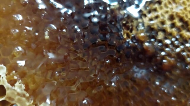 Macro texture of a wooden honeycomb frame filled with fresh golden honey