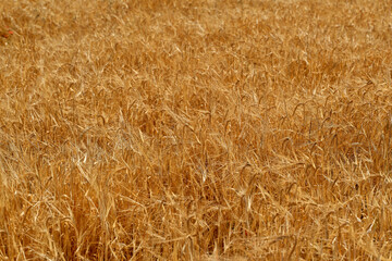 Fototapeta premium Dense ripe wheat plants forming a natural golden agricultural texture. Ideal background for harvest, farming and food production concepts. Golden wheat field texture background