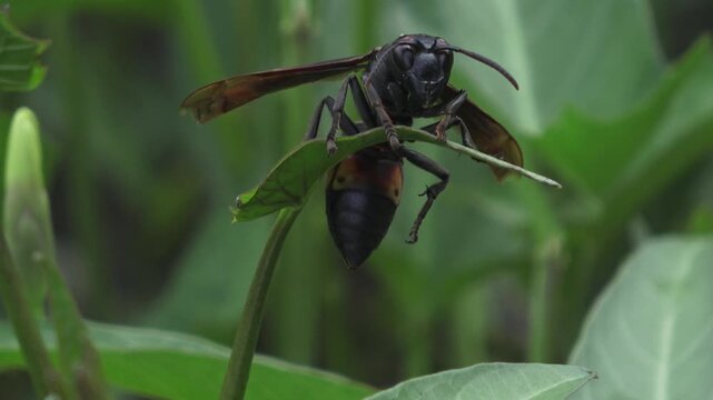 Intense 4K frontal macro footage of a hornet looking directly at the camera while perched on a leaf. The shot highlights the insect's face, eyes, and powerful mandibles.