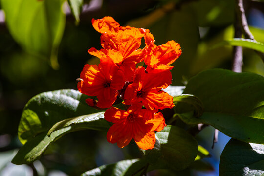 Close-up of vibrant orange tropical flowers blooming on a branch with dark green leaves under bright natural sunlight. Beautiful floral botanical background with deep contrast and shadows.