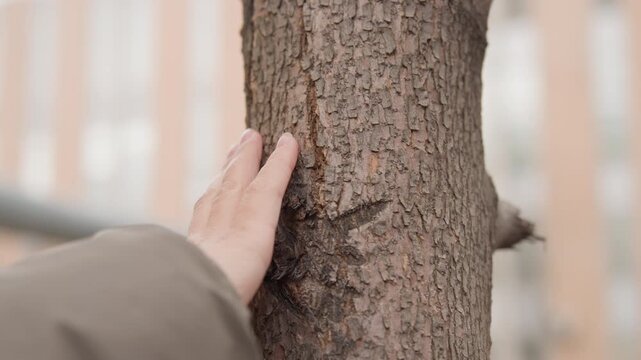 Outdoor scene shows woman connecting with nature. An outdoors botanist delicately examines tree texture in winter. Woman in glasses gently studies textured bark of tree outside during winter