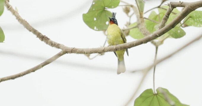 Black-crested bulbul foraging in its natural tree habitat bird wildlife