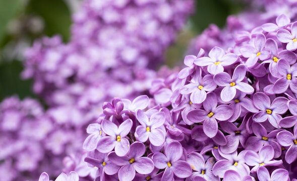Flowers with purple petals fill the scene in a garden during spring. The blooms show bright shades and attract attention. Green leaves surround the flowers in the background.