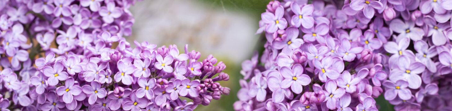 Clusters of lilac flowers bloom in a garden. The light purple flowers grow in groups. The scene captures the beauty of spring with fresh blossoms and green foliage.