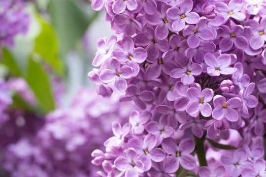 A garden filled with lilac flowers shows clusters of purple blooms among green leaves. The scene captures the vibrancy of spring with sunlight shining on the petals.