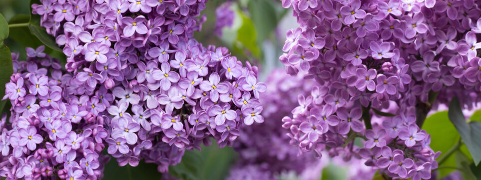 Purple lilac flowers are blooming in a garden during spring. The flowers are surrounded by green leaves and show various clusters of blossoms under natural sunlight.