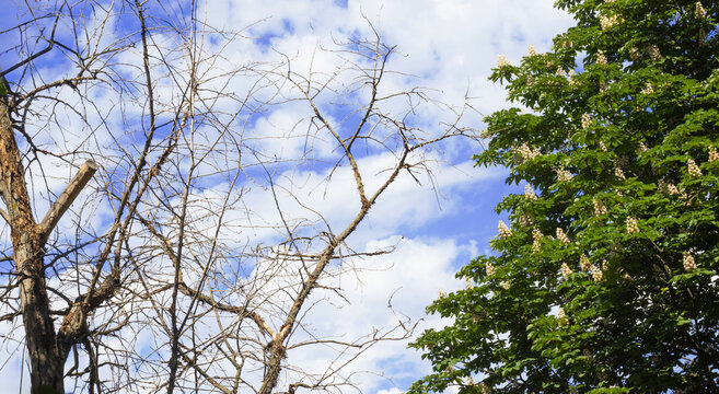 A dry tree stands next to a healthy green tree under a partly cloudy sky. The scene shows the contrast between life and decay in a park setting during daylight.