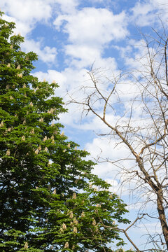 Two types of trees stand next to each other in a park. One tree is full of green leaves and flowers, while the other is bare. The sky shows some clouds.