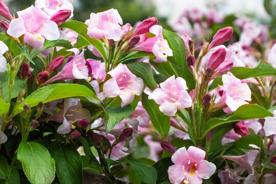 Bright pink flowers grow on a bush in a garden. The blossoms attract bees looking for nectar. Green leaves surround the flowers as the sun shines above.