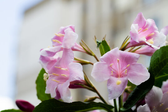 Pink flowers bloom on a green plant. The background shows a building under a clear sky. The flowers have thin petals and a simple structure.