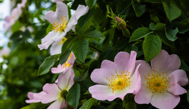 A cluster of pink and white roses grows in a garden. The flowers have yellow centers and are surrounded by green leaves. Bees can be seen flying near the blooms.