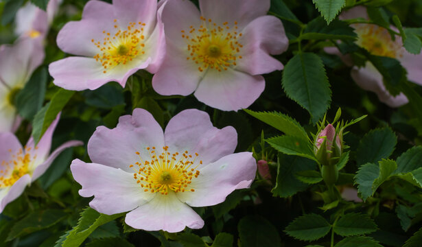 In a garden during spring, pink flowers bloom among green leaves. Buds are visible, showing the growth and life of the plants in this vibrant setting.