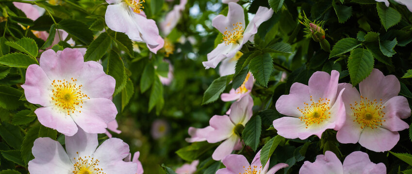 Pink and white flowers bloom on bushes in a garden. Green leaves spread around the flowers. It is springtime with plenty of sunlight. The colors add to the garden's beauty.