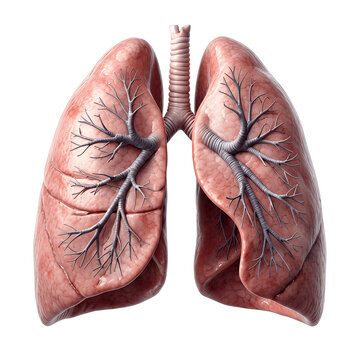 Highly realistic human lungs illustration displaying bronchial tree, lobes, pulmonary vessels, and trachea in anatomical detail. Premium reference for pulmonology, respiratory care, and medical educat