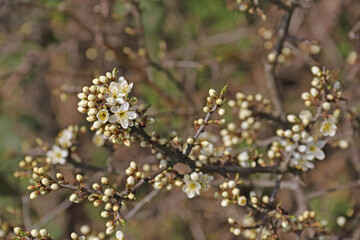 Fototapeta premium Blüten und Knospen des Schwarzdorns