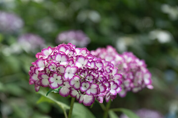 Fototapeta premium Unique Bicolor Purple and White Hydrangea Flowers in Japanese Garden