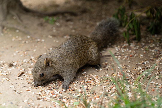 Wild Pallas's Squirrel (Callosciurus erythraeus) Foraging on Ground in Japan