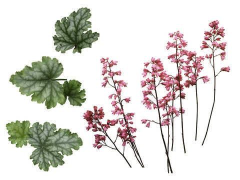 Coral bells  Heuchera,  flowers and leaves isolated on a transparent background