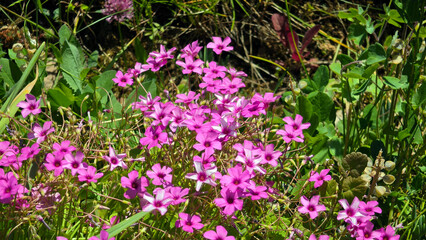 Obraz premium Blooming cluster of pink sorrel wildflowers with trifoliate leaves Oxalis articulata