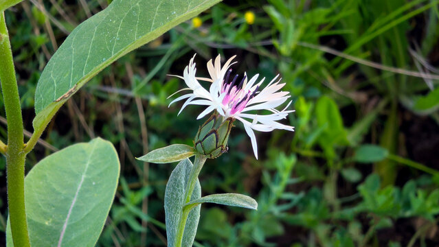 Bicolor mountain cornflower head with white outer rays and purple center Centaurea montana