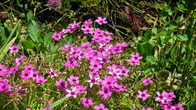 Blooming cluster of pink sorrel wildflowers with trifoliate leaves Oxalis articulata