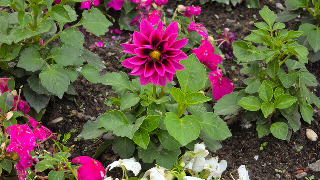 Blooming pink garden dahlia flower in a mixed flower bed of Dahlia pinnata