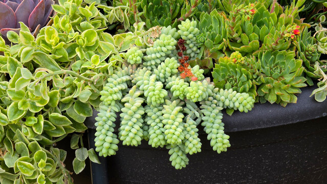 Cascading burros tail stems trailing over a mixed succulent planter of Sedum morganianum