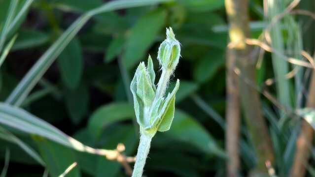 Fuzzy young flower bud developing on a silver rose campion stalk of Silene coronaria