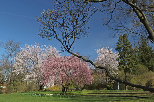 Baumbl&uuml;te zum Beginn des Fr&uuml;hlings