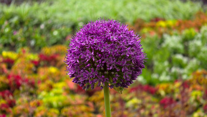 Obraz premium Purple ornamental onion flower umbel blooming in garden on Allium giganteum stem